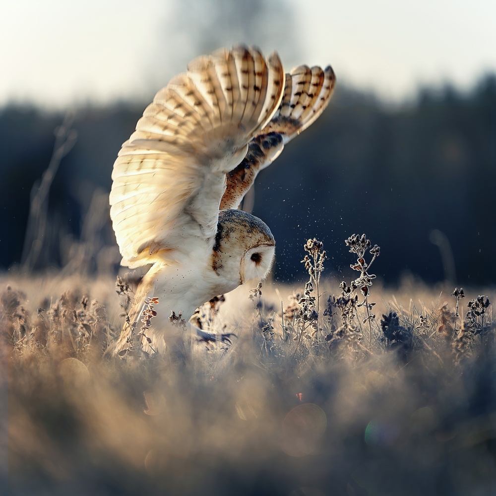 Barn owl at sunrise a Michaela Firešová