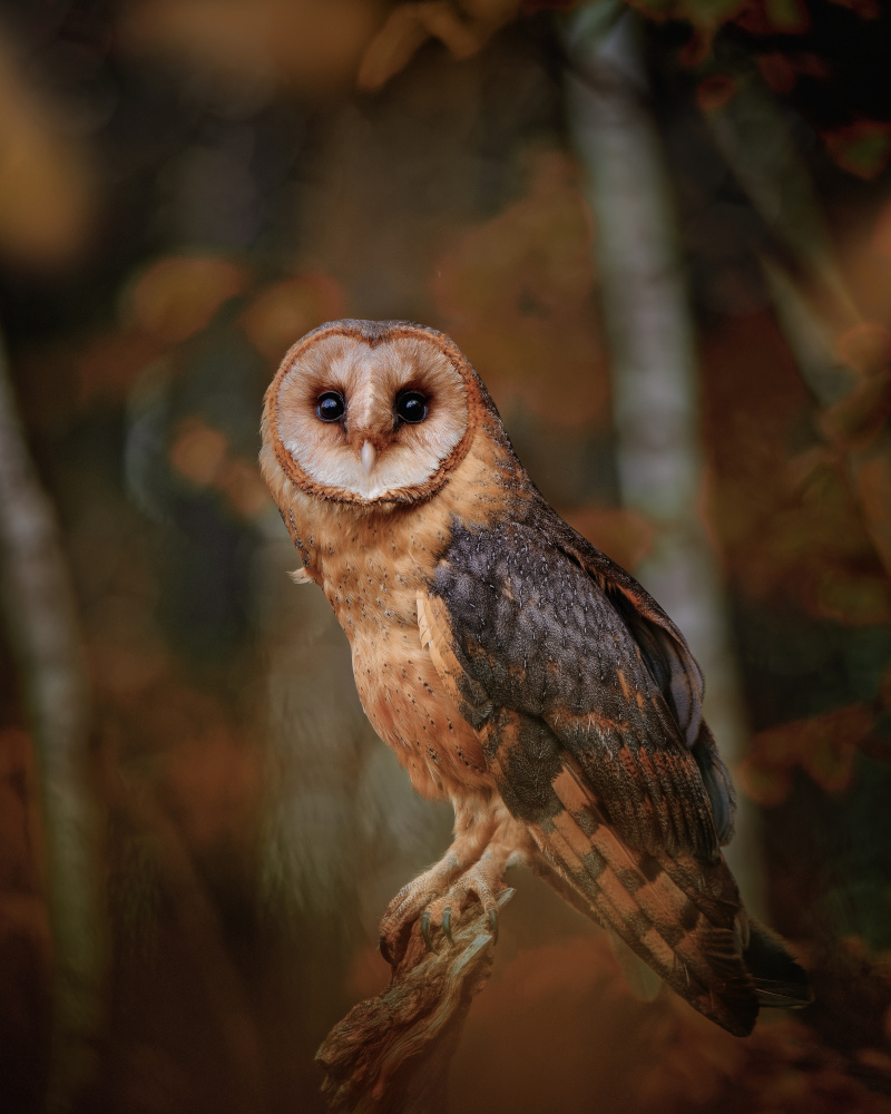 Barn owl in forest a Michaela Firešová