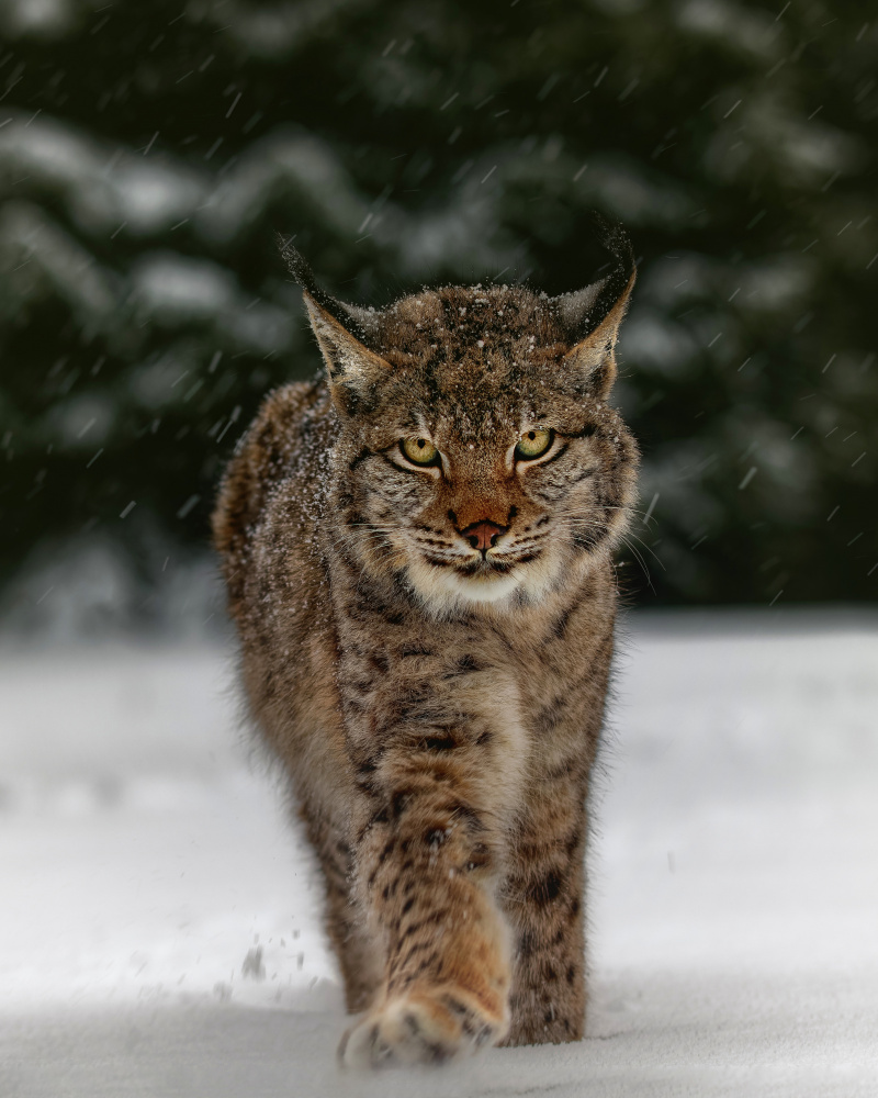 Meet the lynx a Michaela Firešová