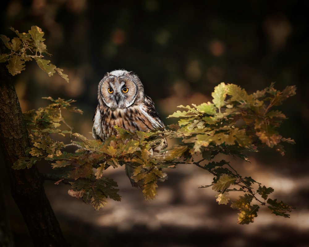 Long eared owl a Michaela Firešová