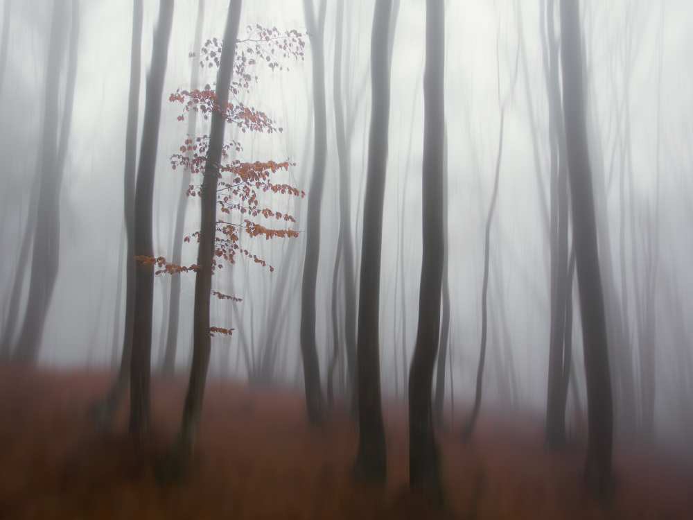 autumn' mist a Michel Manzoni