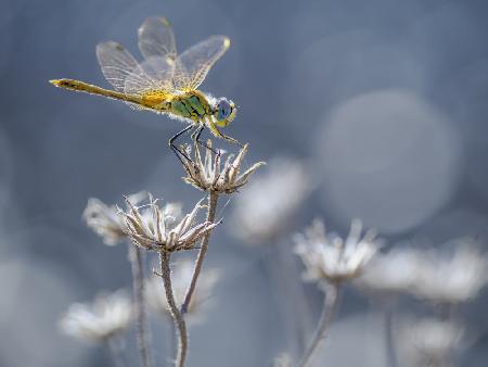 the yellow dragonfly