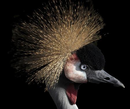 Crowned crane