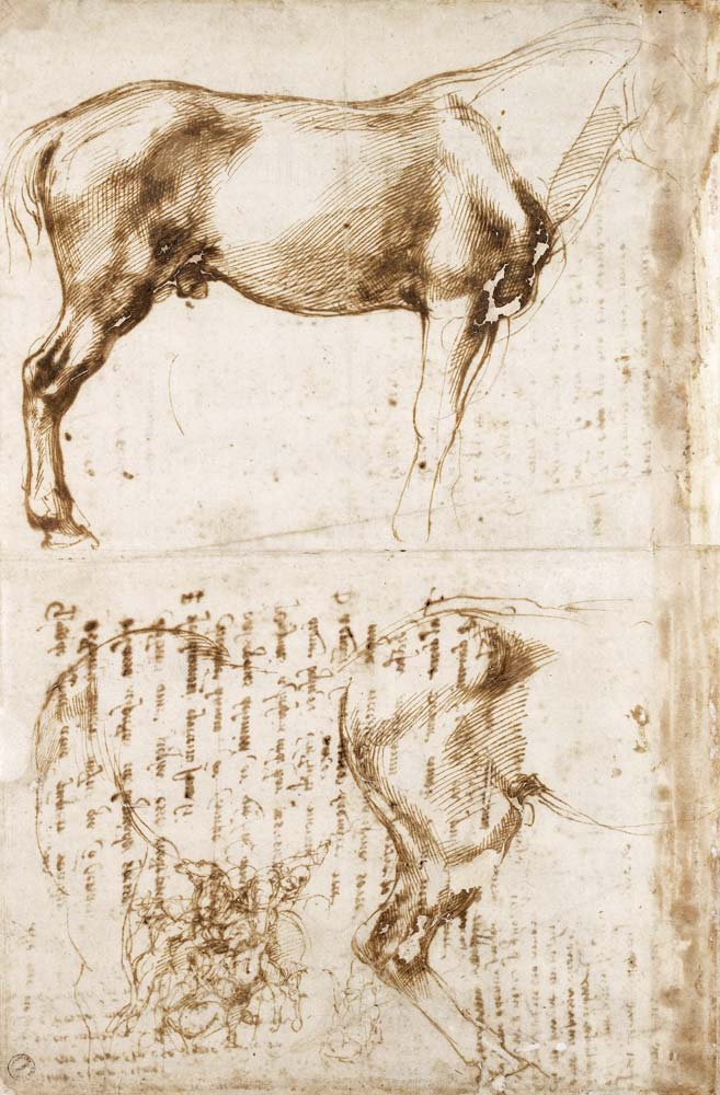 Anatomic Horse study a Michelangelo Buonarroti