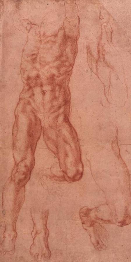 W.13r Study of a male nude, stretching upwards a Michelangelo Buonarroti