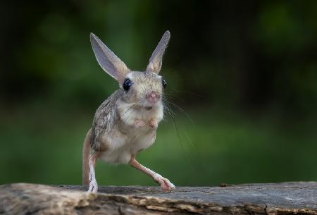 Mini Kangaroo