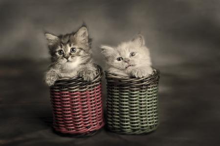 Couple Kitten
