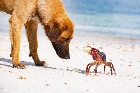 Meeting on the beach