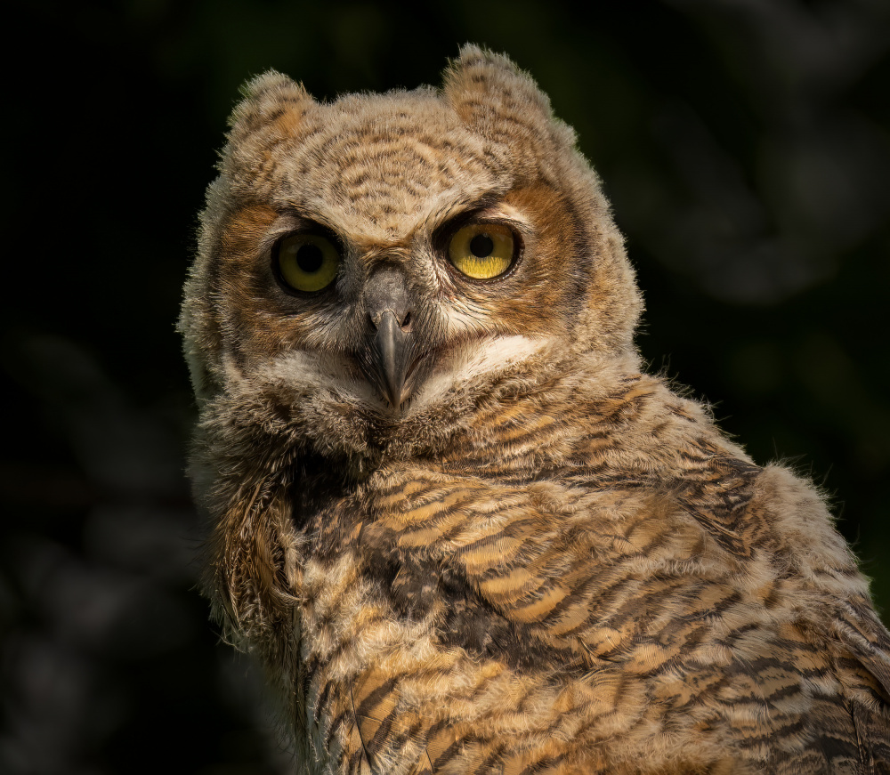 A Portrait of Great Horn Owlet a Mike He