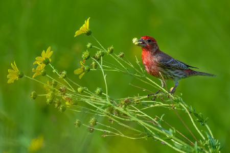 House Finch and Flowers