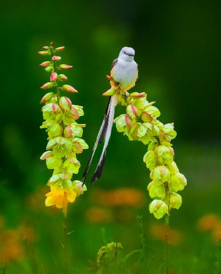 Scissor-tailed Flycatcher and Flowers