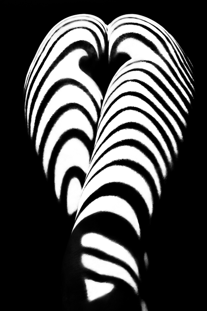 zebra ass 2 a Mikhail Faletkin