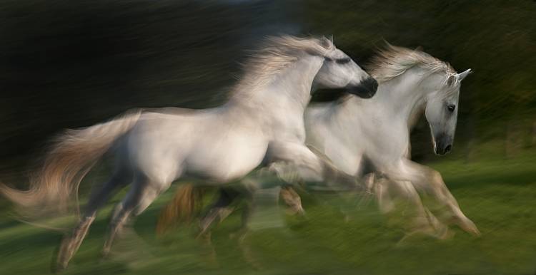 gallop for two a Milan Malovrh
