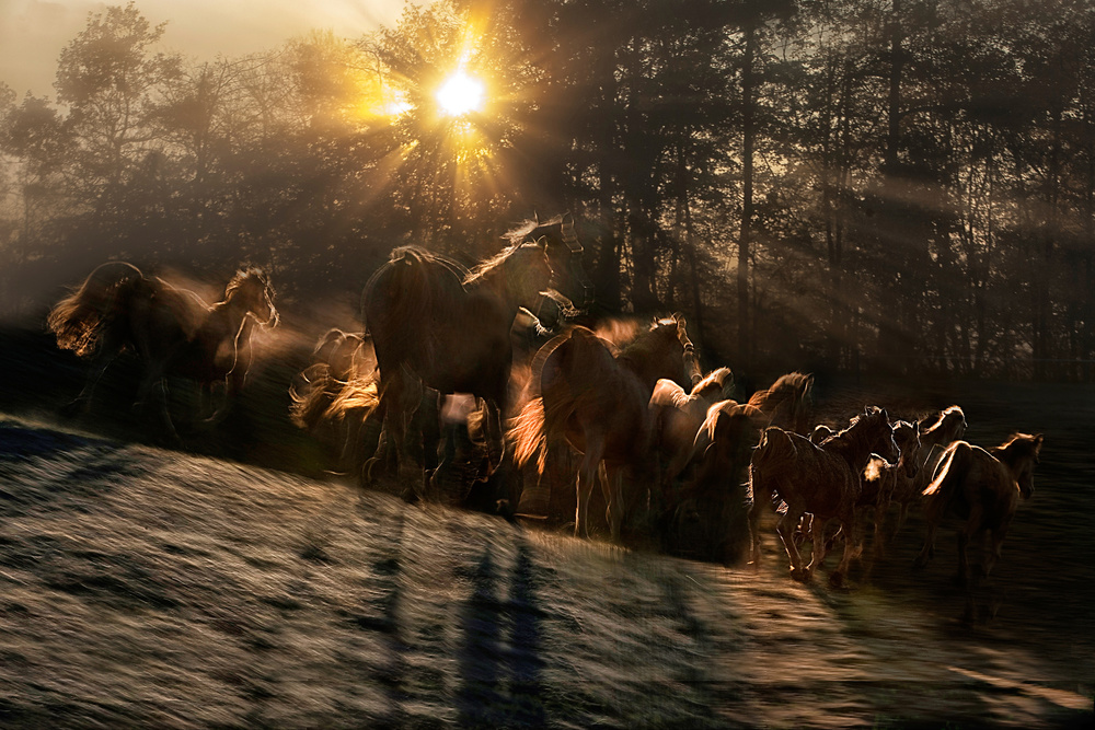 gallop in the morning a Milan Malovrh