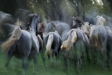 in the gallop