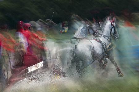 Horse pair  marathon race