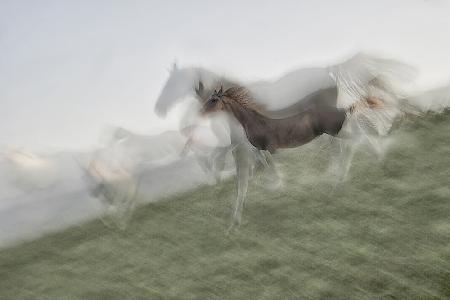 Horse Sequence