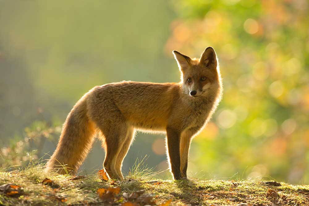 Red fox a Milan Zygmunt