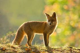 Red fox