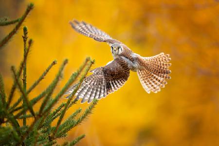 American Kestrel