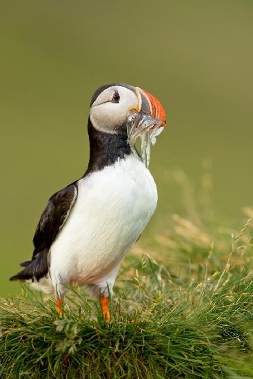 Atlantic Puffin