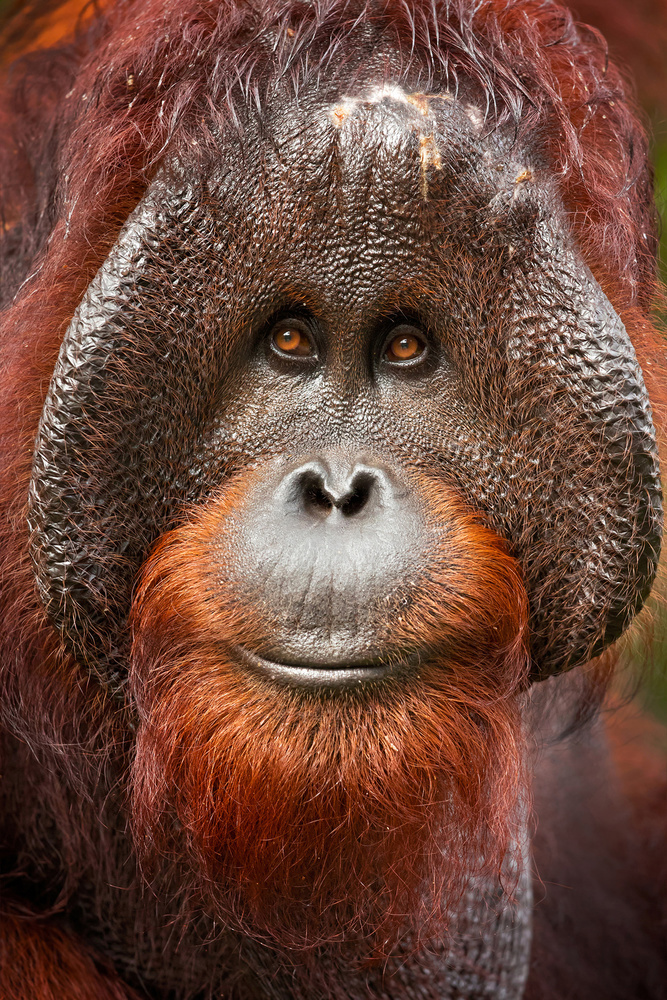 Bornean orangutan a Milan Zygmunt