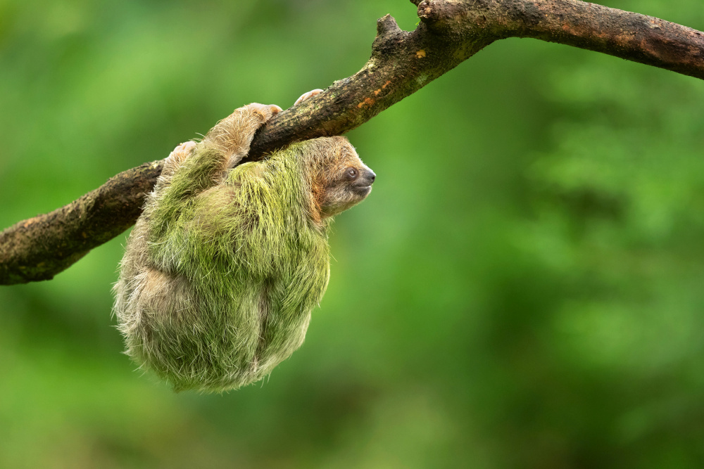Brown-throated sloth a Milan Zygmunt