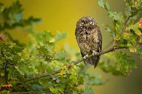 Eurasian Scops Owl