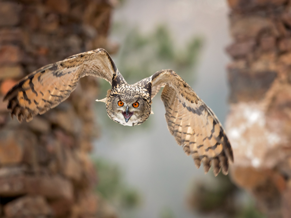 Eurasian eagle-owl a Milan Zygmunt