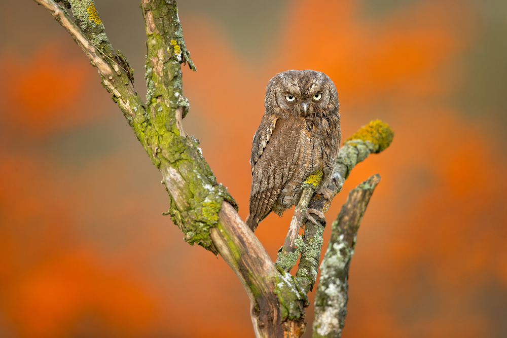 Eurasian scops owl a Milan Zygmunt