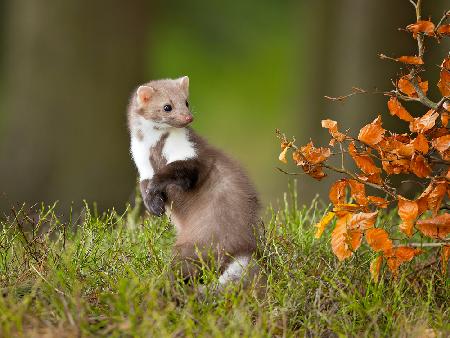 European pine marten