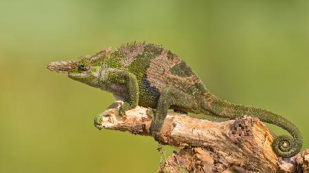 Fischers Chameleon