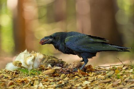 Common Raven