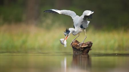 Grey Heron