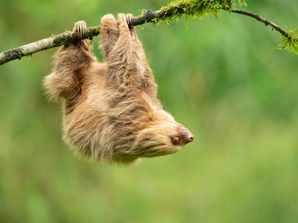 Hoffmanns two-toed sloth a Milan Zygmunt