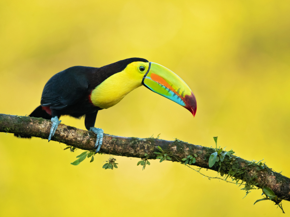 Keel-billed toucan a Milan Zygmunt