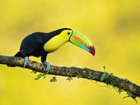 Keel-billed toucan