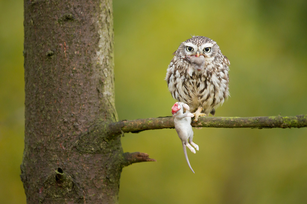 Little Owl a Milan Zygmunt
