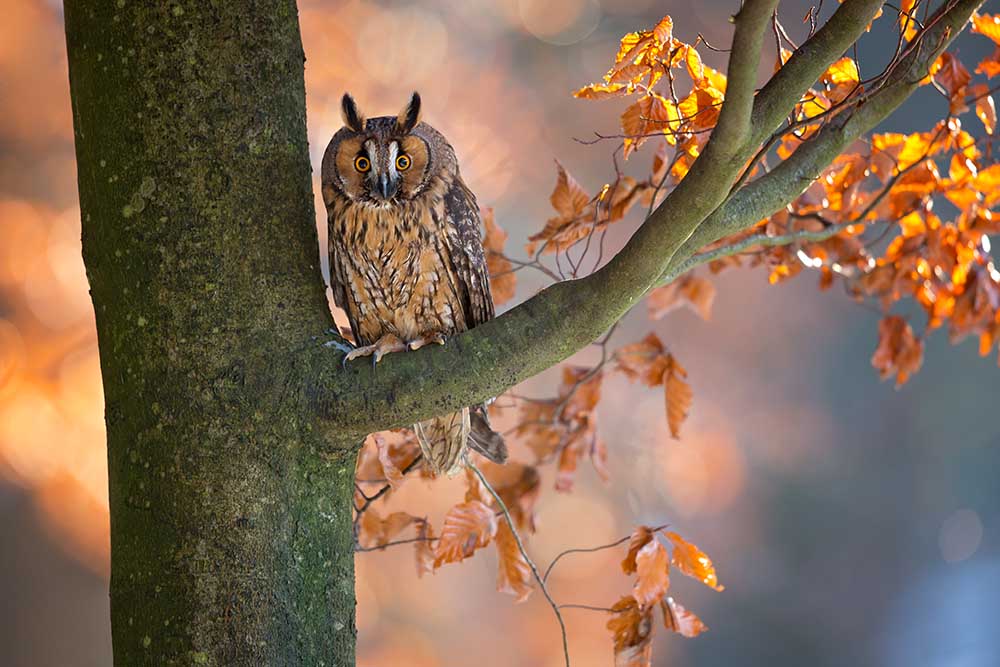 Long-Eared Owl a Milan Zygmunt