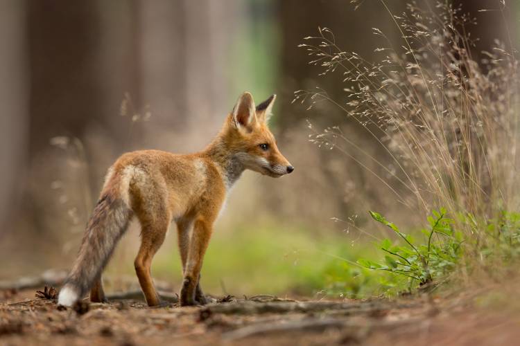 Red Fox a Milan Zygmunt