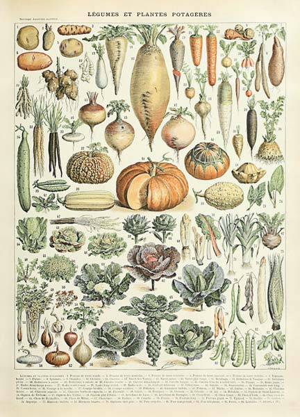 Legume et plante potageres a Adolphe Millot