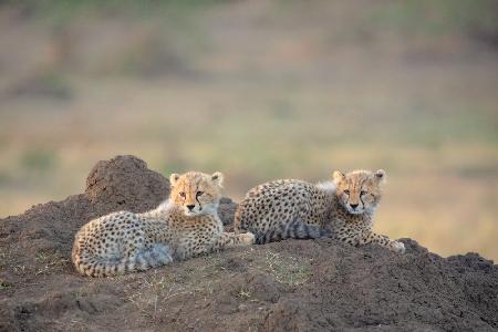 Cheetah cubs