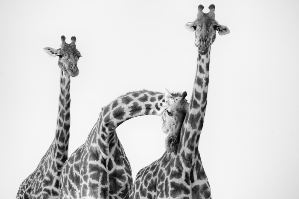 Giraffe Family a MIN LI