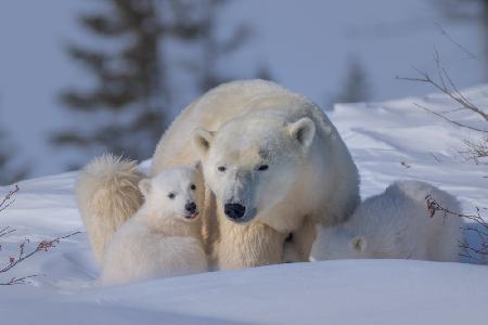 Mum and Cubs