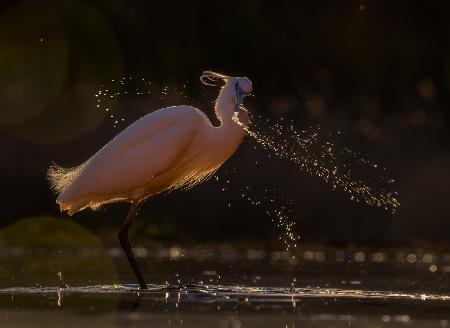 Splashing water