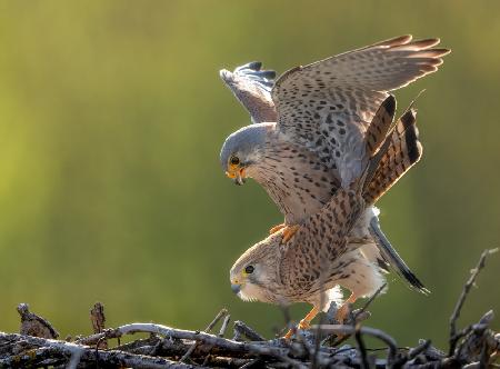 kestrel Mating