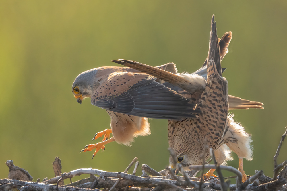 kestrel Mating a MIN LI