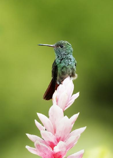 Hummingbird