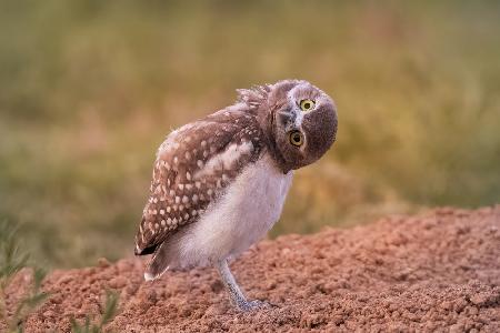 Curiosity of owl