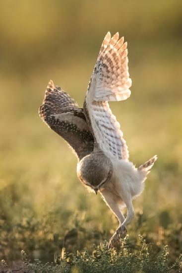 Dancing owl